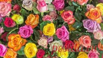 (37) Мой Мир@Mail.Ru