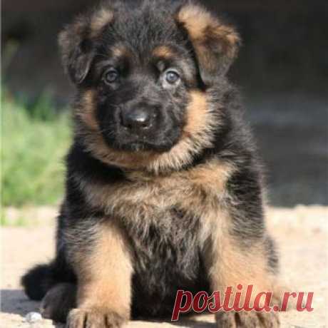 Как выбрать щенка немецкой овчарки?