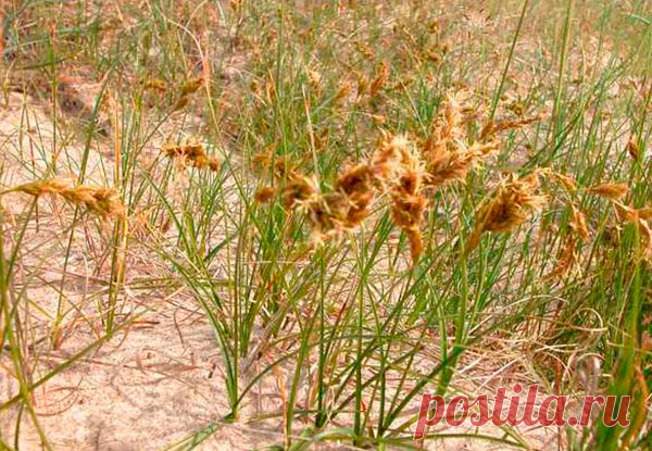 Лекарственное растение Осока песчаная (Carex arenaria). Многолетнее растение высотой 10-40 см с подземными далеко ползущими побегами, причем побеги нередко образуют прямые ряды. Стебель прямостоячий, сильный, с тремя острыми гранями. Листья жесткие, желобчатые, линейные, к моменту цветения такой же длины, что и стебель, или немного короче.