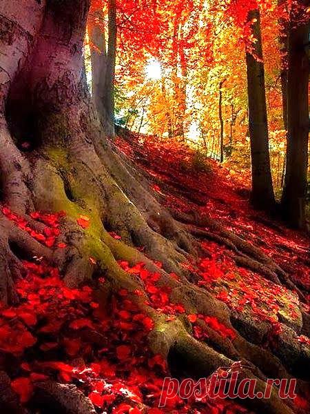 Ally Warner приколол(а) это к доске Oh the Places You'll Go <3 | Pint…