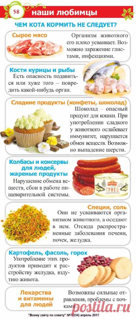 Чем кота кормить не следует