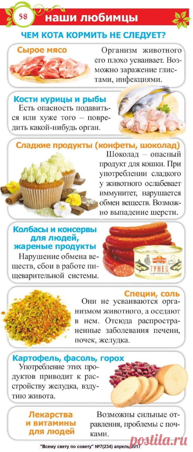Чем кота кормить не следует
