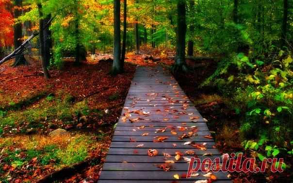 Осень - это начало другой сказки, которая не менее прекрасна... 🍁