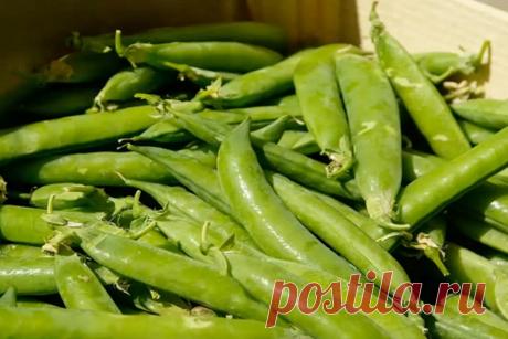 Посев семян гороха в огороде: полное руководство — Agro-Info