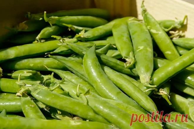 Посев семян гороха в огороде: полное руководство &#8212; Agro-Info