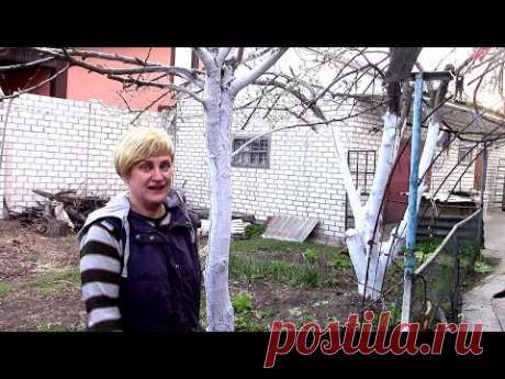 СТОЙКИЙ РАСТВОР ДЛЯ ПОБЕЛКИ ДЕРЕВЬЕВ ВЕСНОЙСостав раствора:
Известь - 1 кг
Медный купорос - 50 гр.
Вода - 5 литров + клейстер
Как приготовить клейстер:
1,5 литра воды
10 ст. ложки обычной муки (раствор должен получиться густой)