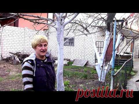 СТОЙКИЙ РАСТВОР ДЛЯ ПОБЕЛКИ ДЕРЕВЬЕВ ВЕСНОЙСостав раствора:
Известь - 1 кг
Медный купорос - 50 гр.
Вода - 5 литров + клейстер
Как приготовить клейстер:
1,5 литра воды
10 ст. ложки обычной муки (раствор должен получиться густой)