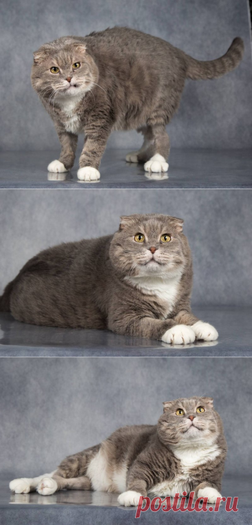 Ласковый Прокоп в добрые руки. Москва – Зоомилосердие, пользователь Ольга PPR | Группы Мой Мир