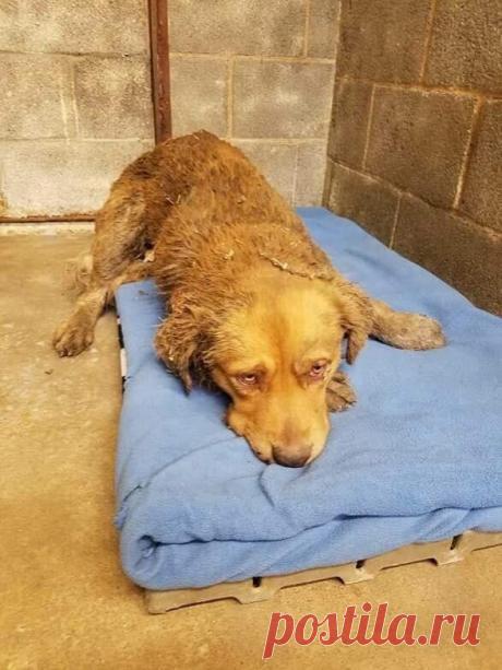 Бедный золотистый ретривер спрятался от разъяренных собратьев и ждал помощи…