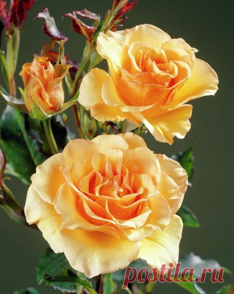 Anne Harkness Rose | Pinterest: инструмент для поиска и хранения интересных идей