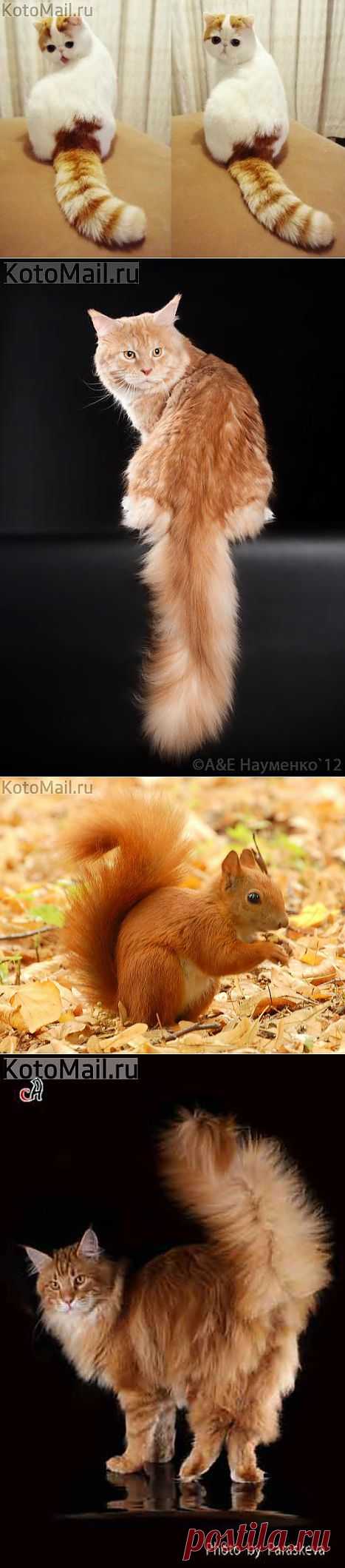 Горжусь своим хвостом! | KotoMail.ru