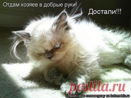 Котоматрица: Лучшие за август 2009