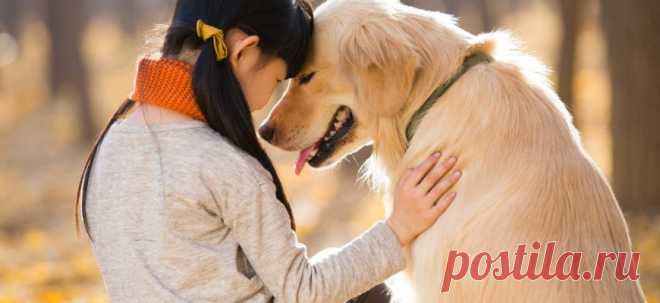 Могут ли собаки любить? | PetTips