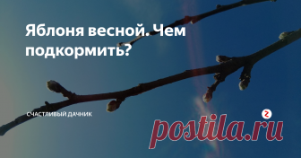 Яблоня весной. Чем подкормить? Яблоневое дерево достаточно долговечно. Продолжительность жизни составляет примерно 50 -70 лет. Но есть сорта, которые могут пережить и людей-долгожителей. Чтобы дерево хорошо развивалось, нужно вносить определенные удобрения в почву, где произрастает культура. Чем подкормить яблони весной?
Подкормка яблонь
Растет у меня в саду «Ранетка», ей лет пятьдесят примерно. Ее сажала еще в свое время моя б