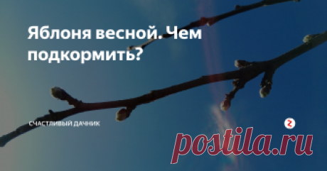 Яблоня весной. Чем подкормить? Яблоневое дерево достаточно долговечно. Продолжительность жизни составляет примерно 50 -70 лет. Но есть сорта, которые могут пережить и людей-долгожителей. Чтобы дерево хорошо развивалось, нужно вносить определенные удобрения в почву, где произрастает культура. Чем подкормить яблони весной?
Подкормка яблонь
Растет у меня в саду «Ранетка», ей лет пятьдесят примерно. Ее сажала еще в свое время моя б