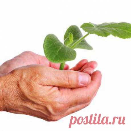 Усадьба | Огородник : Безземельный способ выращивания рассады