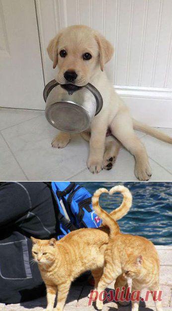 Одноклассники