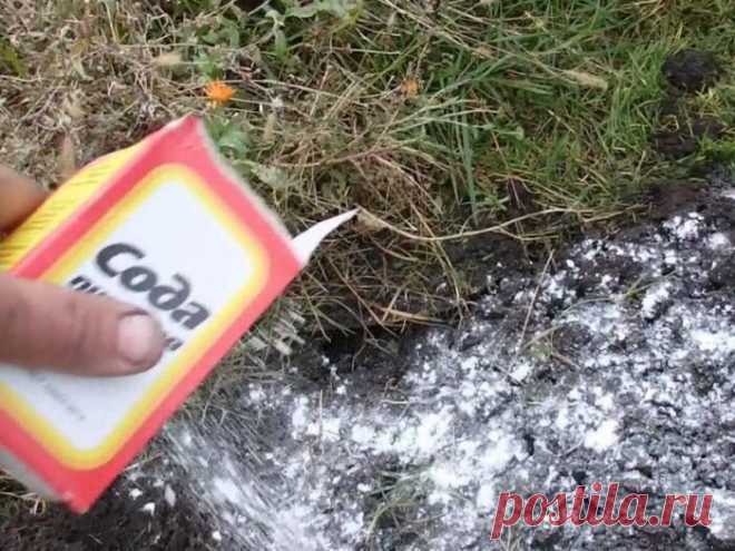 В мае покупаю сразу 5-6 пачек соды, хватает на 2 дня - кусты, цветы и грядки ею обрабатываю - Рецепты 5 пачек соды “растворяются” у меня в огороде за 2 дня, вернее, вечера – я этот пекарский порошок для защиты от вредителей и болезней растений использую. Очень экономный...