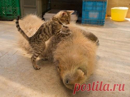 Кажется, каждое животное хочет потусоваться с этими дружелюбными существами.