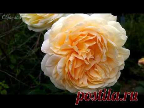 Роза Сирано де Бержерак..(Cyrano de Bergerac)
