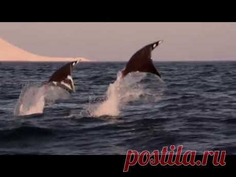 Ocean Surface: 10 Hours of Relaxing Oceanscapes | BBC Earth