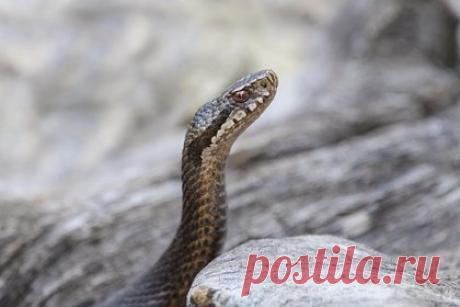 Москвич попал в больницу после укуса гадюки и трехдневного самолечения водкой. Житель московского района Люблино решил лечить последствия укуса змеи с помощью водки. После того как мужчину укусила гадюка, он решил лечиться дома самостоятельно. Появившиеся симптомы — высокую температуру, одышку и потоотделение — россиянин считал незначительными.