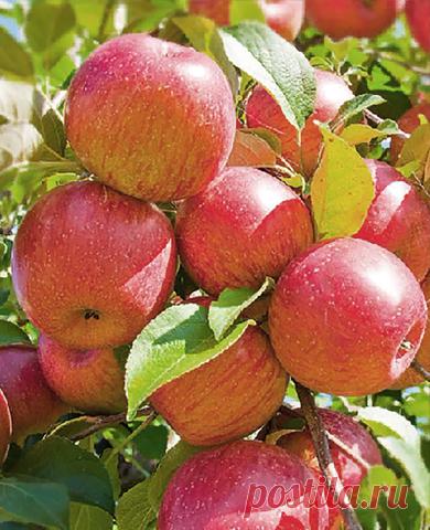 Купить саженцы яблоня мельба в питомнике Интернет-магазина SEMENA.RU. Доставка почтой, оплата при получении посылки!