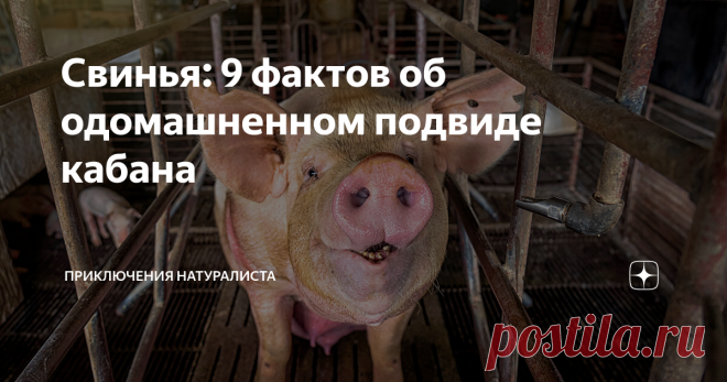 Свинья: 9 фактов об одомашненном подвиде кабана Пятачок, щетина и хвост, закрученный в штопор. Всё это прекрасно и ёмко описывает нашу героиню. Но если внешний вид животного знаком всем с самого детства, то о его повадках, привычках и характере — знают далеко не все. А знал бы человек о способностях свиней больше, возможно, полностью поменял бы к ним отношение. 9. Идеальный навигатор Свиньи, пасущиеся на свинофермах и поедающие провизию в загоне, не сбегают, им хорошо! Еда...