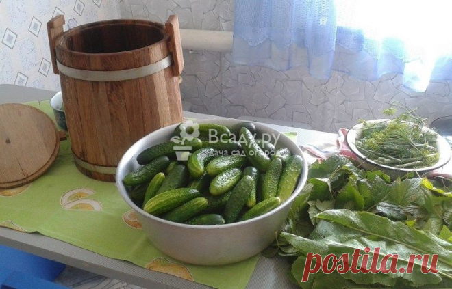 Рецепт быстрого приготовления и засолки огурцов на зиму в банках с фото