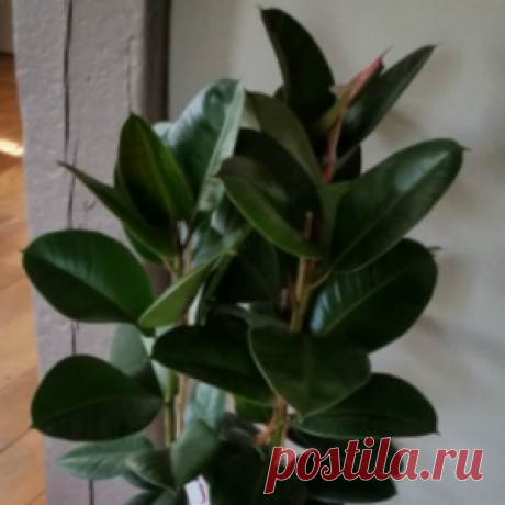5 растений, которые вы должны купить для своего дома, чтобы бороться с простудой и помочь вылечить бессонницу - МирТесен