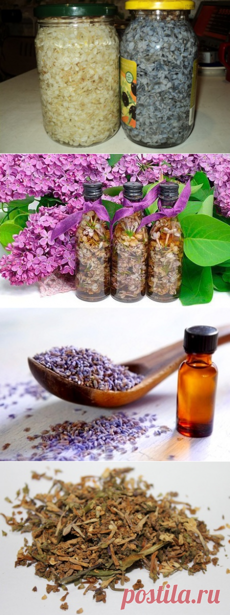 Настойка сирени на спирту для суставов