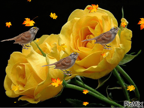 4388502_bb4be.gif (500×375)
