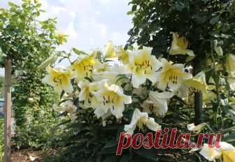 Когда пересаживать лилии? | 6 соток