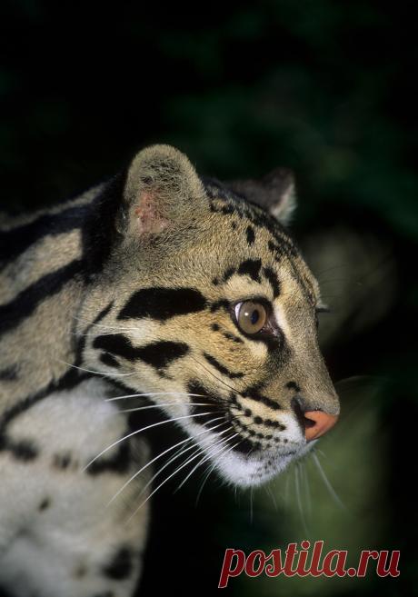 MCL007.jpg | Терри Уиттакер Фотография