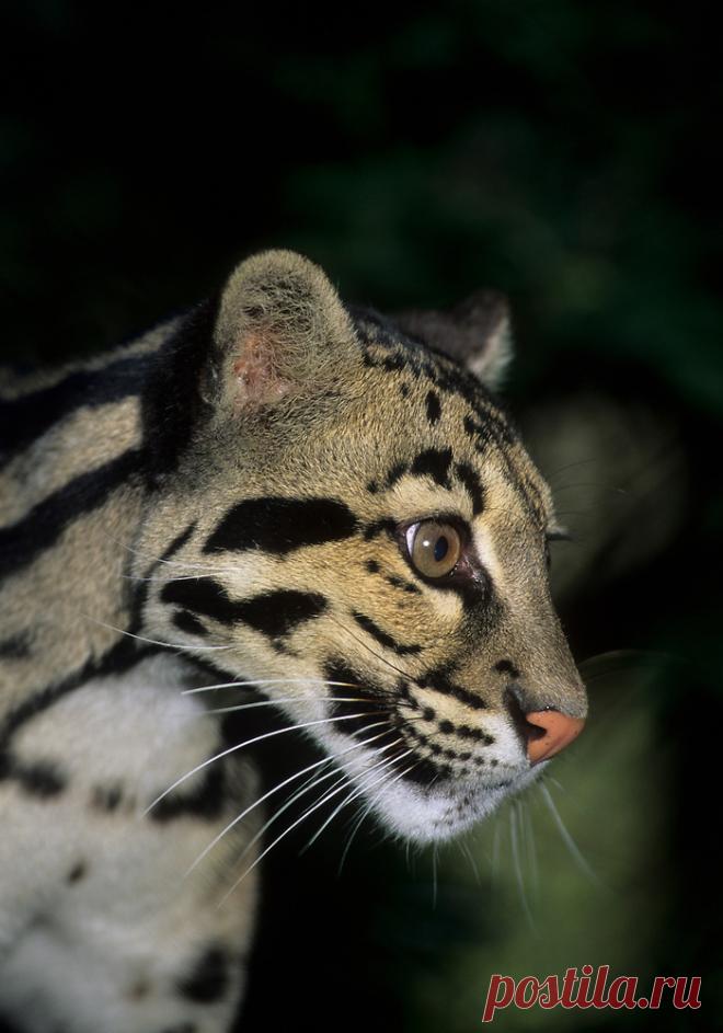 MCL007.jpg | Терри Уиттакер Фотография