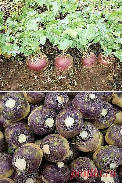 Брюква – не только кормовая » Сад и Огород. Советы и идеи дачникам и ог | Грядка