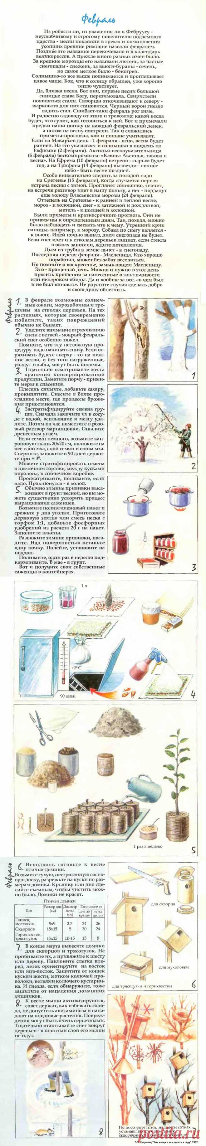 Что делать в саду в феврале