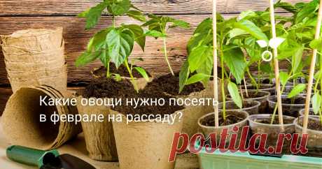 Какие овощи нужно посеять в феврале на рассаду? В этой статье расскажу, какие овощные культуры и почему необходимо посеять в последний зимний месяц, и о некоторых особенностях ранних посевов.