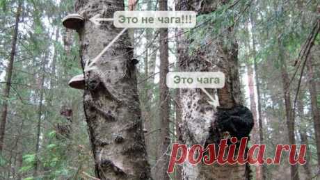 Полипы. | OK.RU