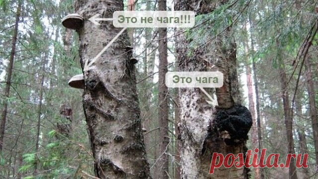 Полипы. | OK.RU