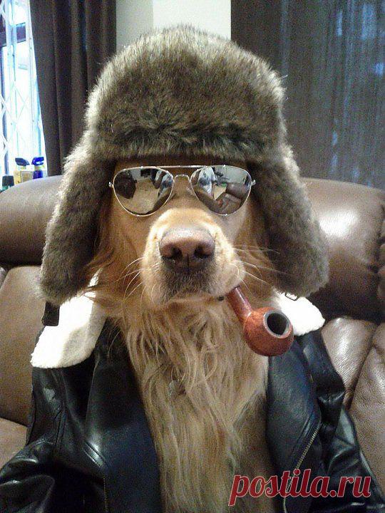 ПесоПозитив | Четвероногий юмор