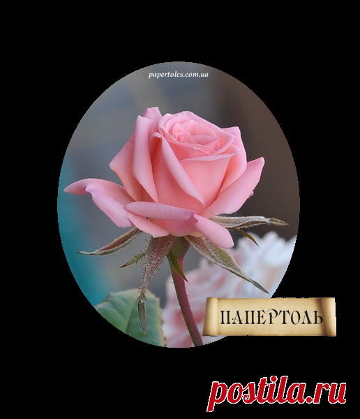 Папертоль 