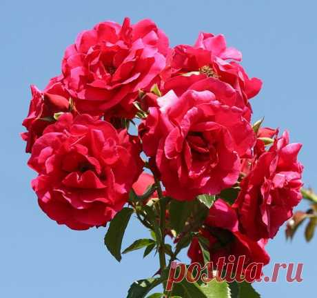 Цветы | Фотографии сергей ефременко | 9668 фото