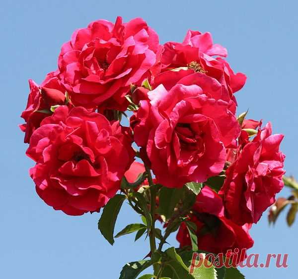 Цветы | Фотографии сергей ефременко | 9668 фото