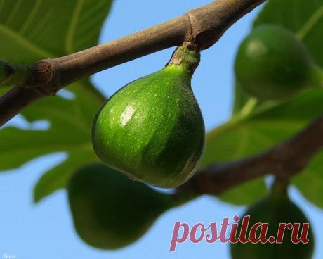 Приметы на Великий понедельник - Народные приметы