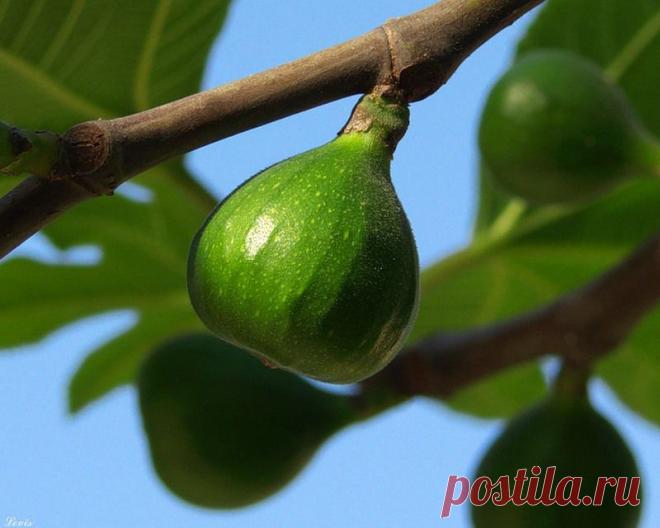 Приметы на Великий понедельник - Народные приметы