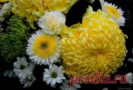 Цветы от Remi Aerts (часть II)