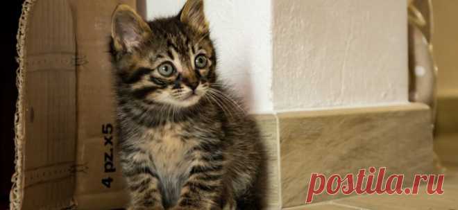 5 признаков, что вы готовы завести кошку | PetTips