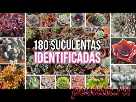 ВЫЯВЛЕНО 180 СУКУЛЕНТОВ | Научные названия
