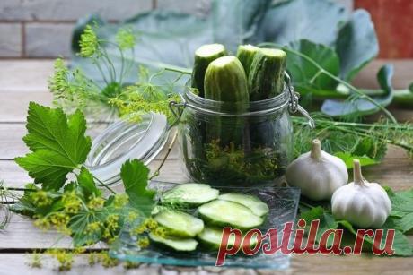 Рецепты конс. огурцов